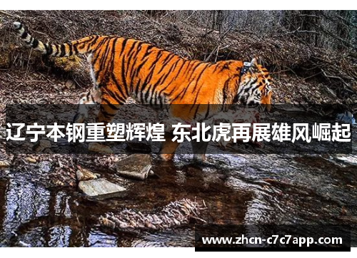 辽宁本钢重塑辉煌 东北虎再展雄风崛起 辽宁本钢重塑辉煌 东北虎再展雄风崛起